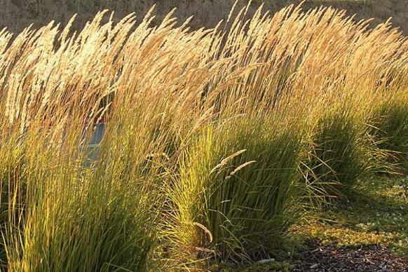 Long shot of tall grass