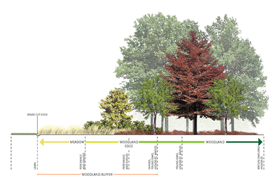 A diagram of different types of trees