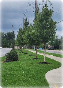 A row of trees in a row