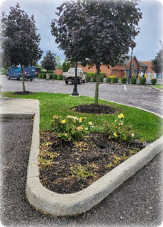 A group of trees in a parking lot